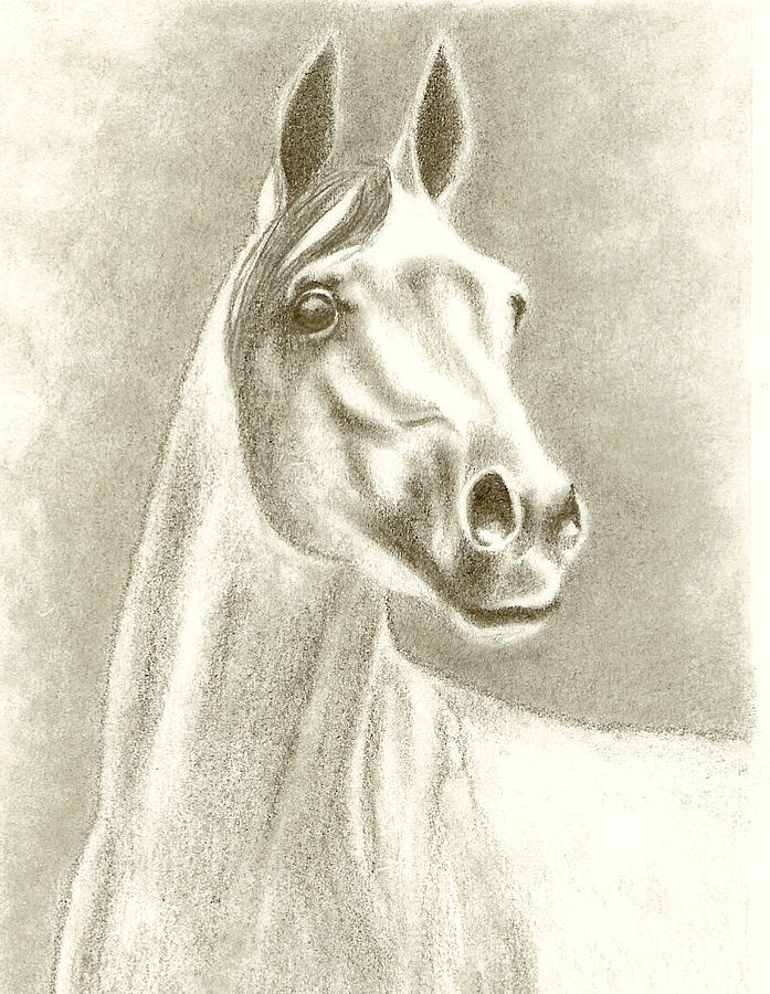 Wildlife Drawing - Heathers Horse by Daniel Lindvig