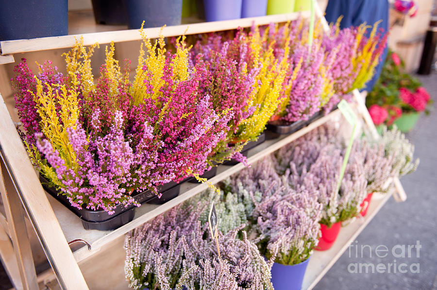 Shop Shelves With Blooming Heather Flowers Photograph