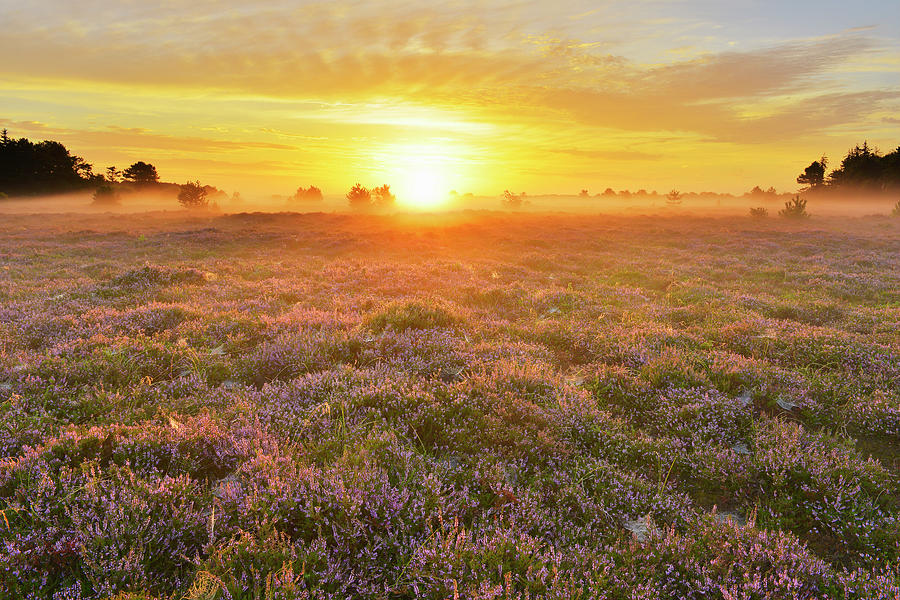 Heathland At Sunrise Photograph by Raimund Linke