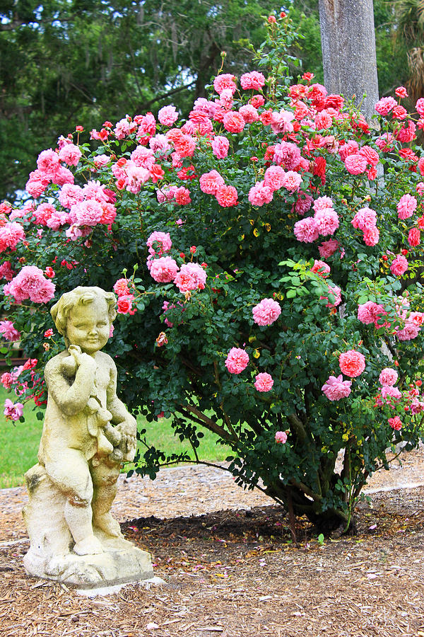 Rose Photograph - Heaven Garden by Iryna Goodall