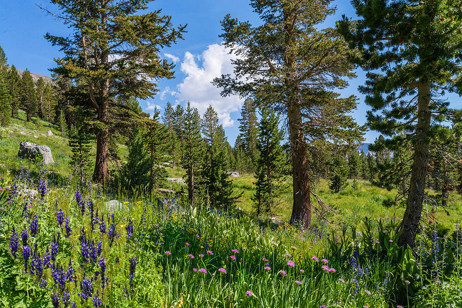 Yosemite National Park Photograph - Heaven in the High Country by Lynn Bauer
