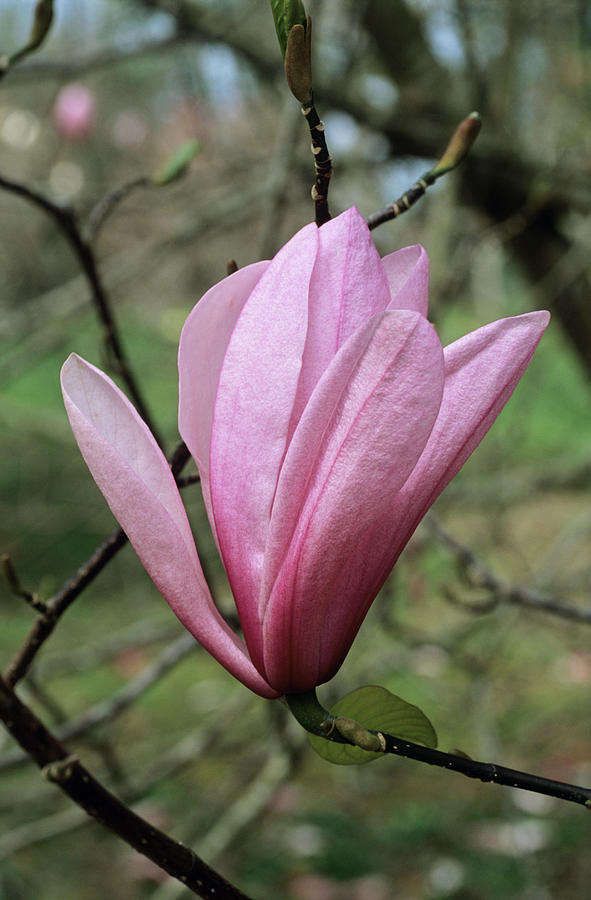 Heaven Scent Magnolia Flower Photograph by Adrian Thomas/science Photo Library