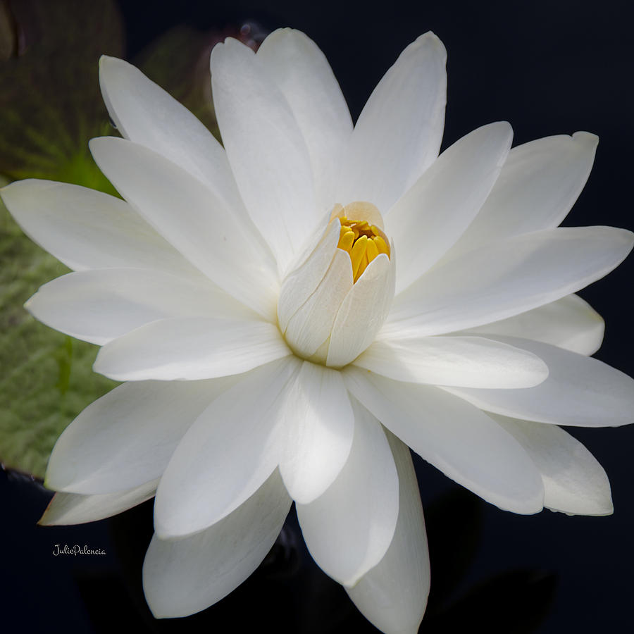 Heavenly Aquatic Bloom Photograph by Julie Palencia