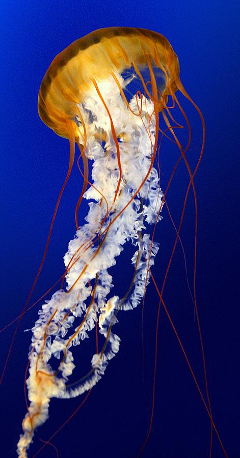 Jellyfish Photograph - Heavenly Ascent by Paula De Baleau