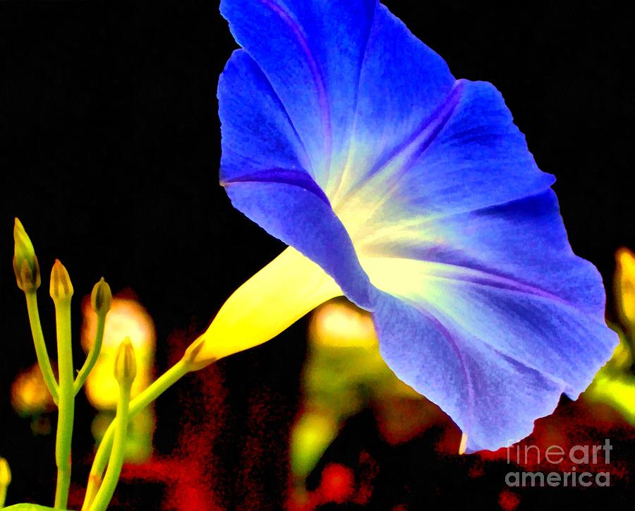 Heavenly Blue Morning Glory  Photograph by Janine Riley