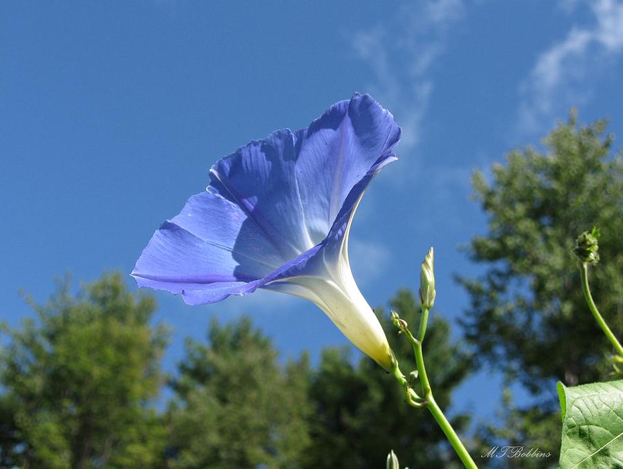 Heavenly Blue Morning Glory Photograph by MTBobbins Photography
