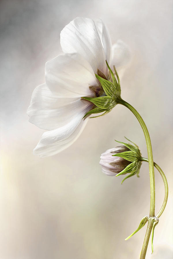 Still Life Photograph - Heavenly Cosmos by Mandy Disher
