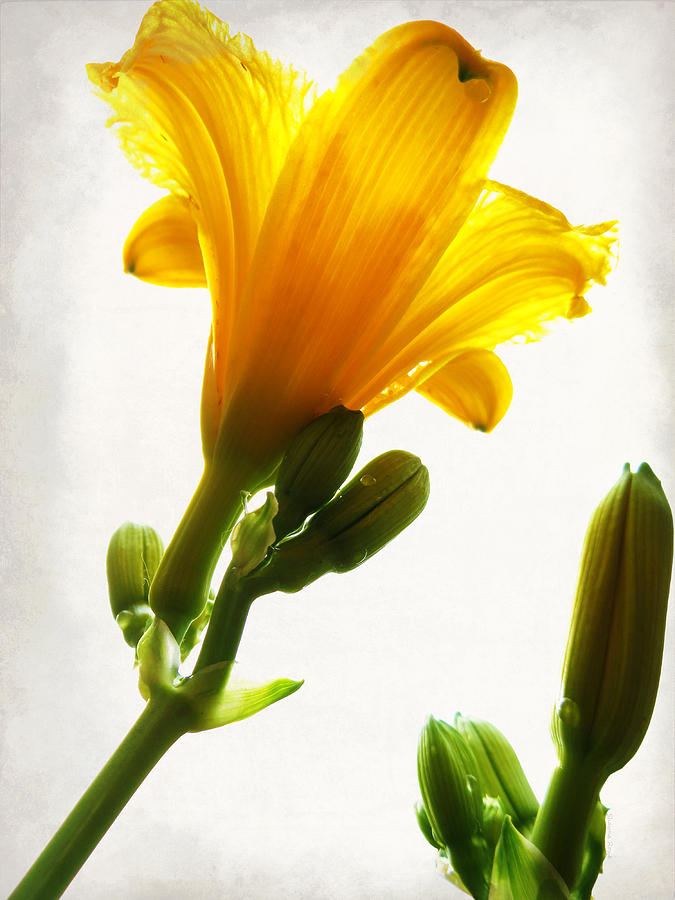 Heavenly Daylily Photograph by Shawna Rowe