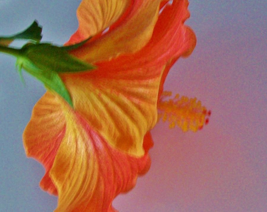 Heavenly Hibiscus 2 Photograph by  Sharon Ackley