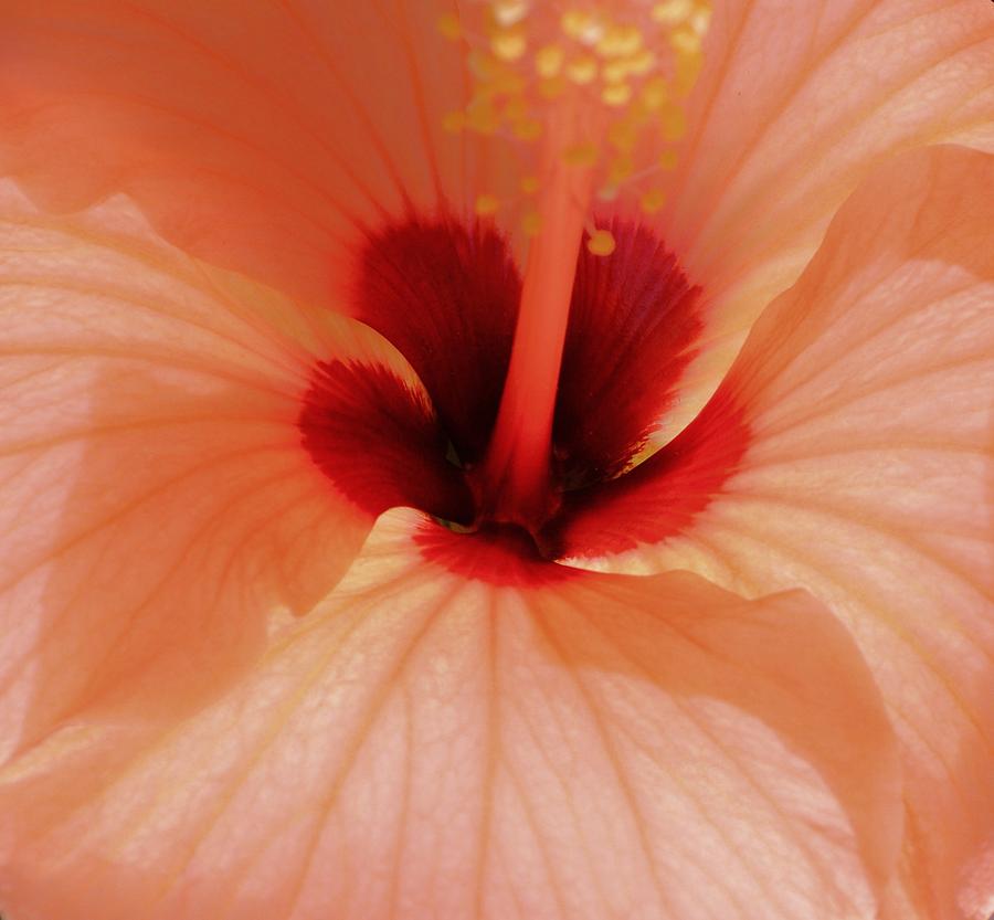 Heavenly Hibiscus Photograph by  Sharon Ackley