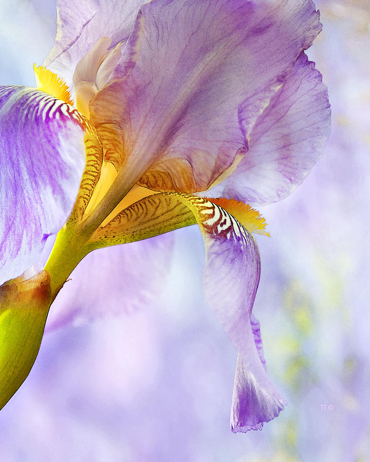 Heavenly Iris 2 Photograph by Theresa Tahara