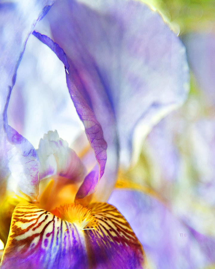 Heavenly Iris Photograph by Theresa Tahara