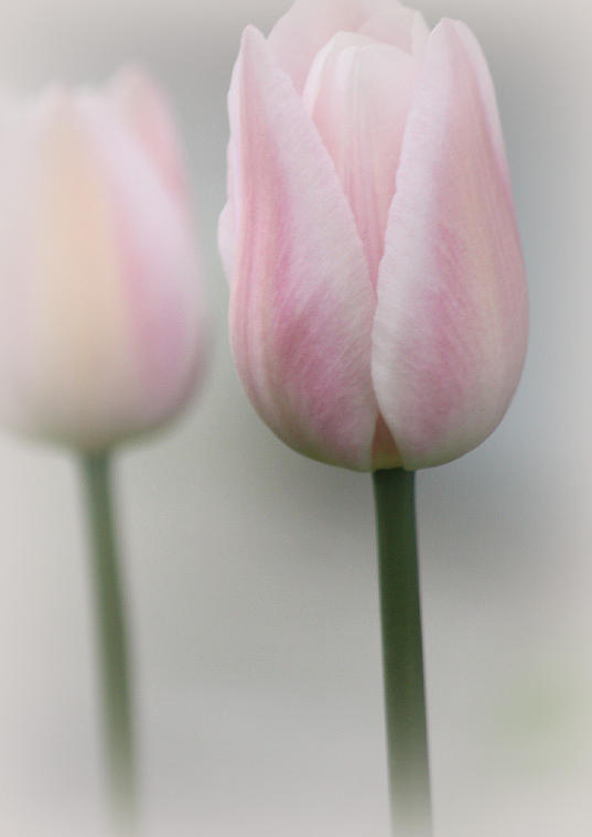 Tulip Photograph - Heavenly Love by The Art Of Marilyn Ridoutt-Greene