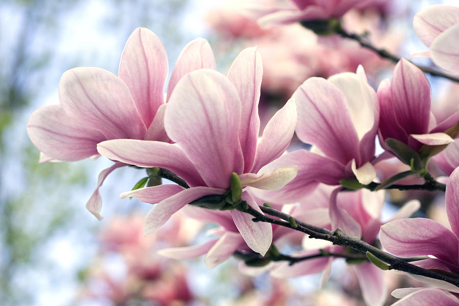 Magnolia Movie Photograph - Heavenly Magnolias by Gene Walls