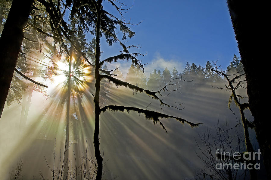Tree Photograph - Heavenly Manifestation by Nick Boren