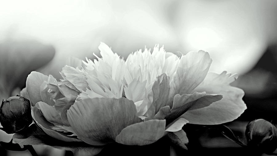 Heavenly Peony Black and White Photograph by Joan Han