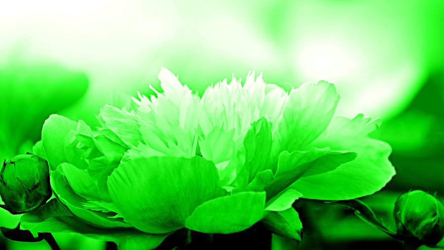 Flower Photograph - Heavenly Peony Green by Joan Han
