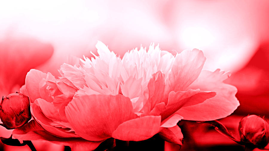 Heavenly Peony Red Photograph by Joan Han