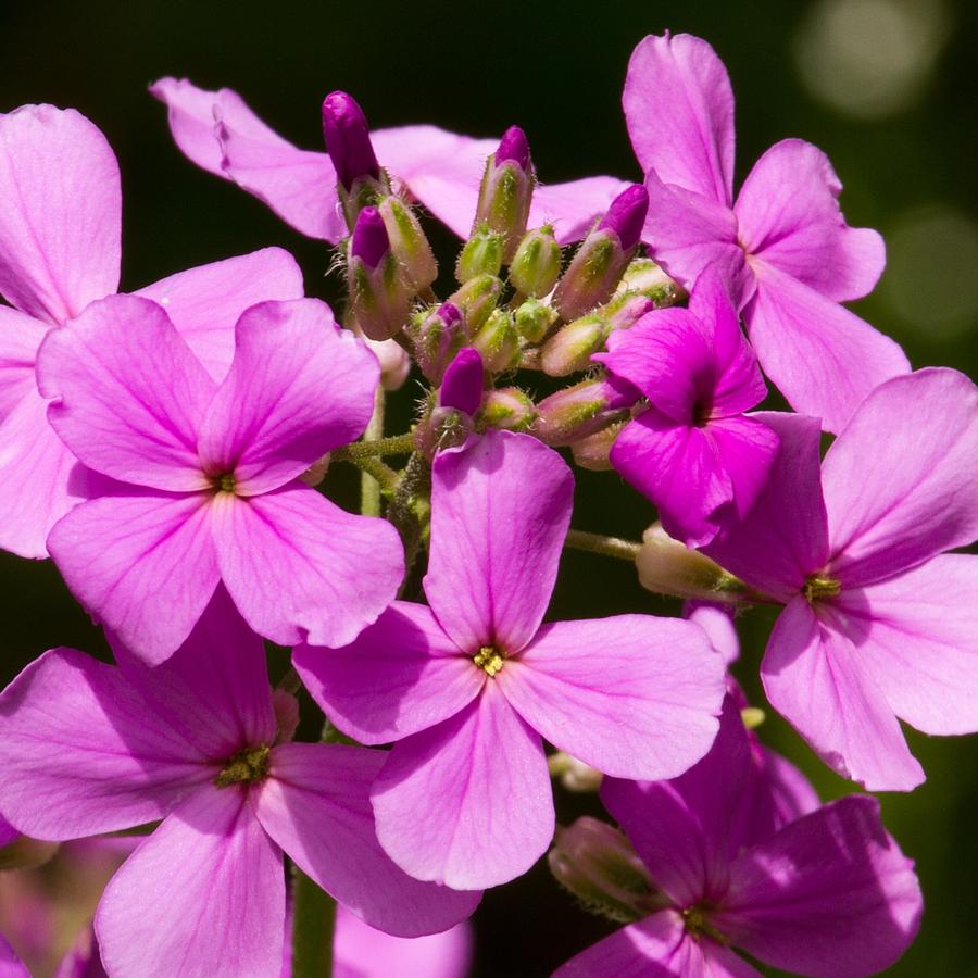 Heavenly Pink Photograph By Roger Gallamore