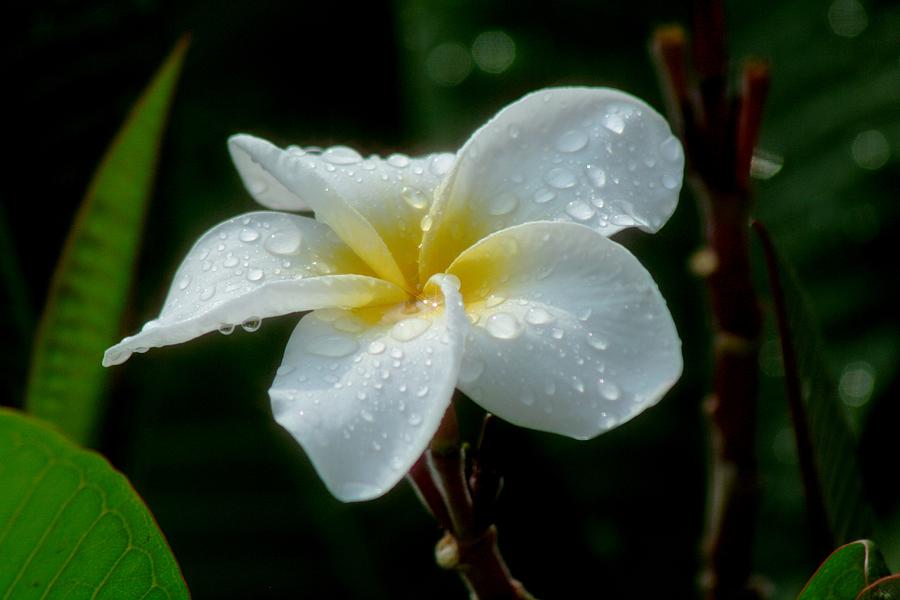 Heavenly Plumeria Photograph By Gil Collins Fine Art America