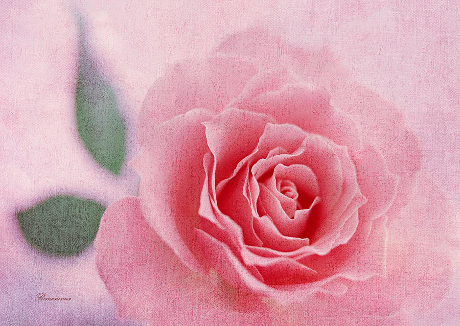 Heavenly Rose Mixed Media by Georgiana Romanovna