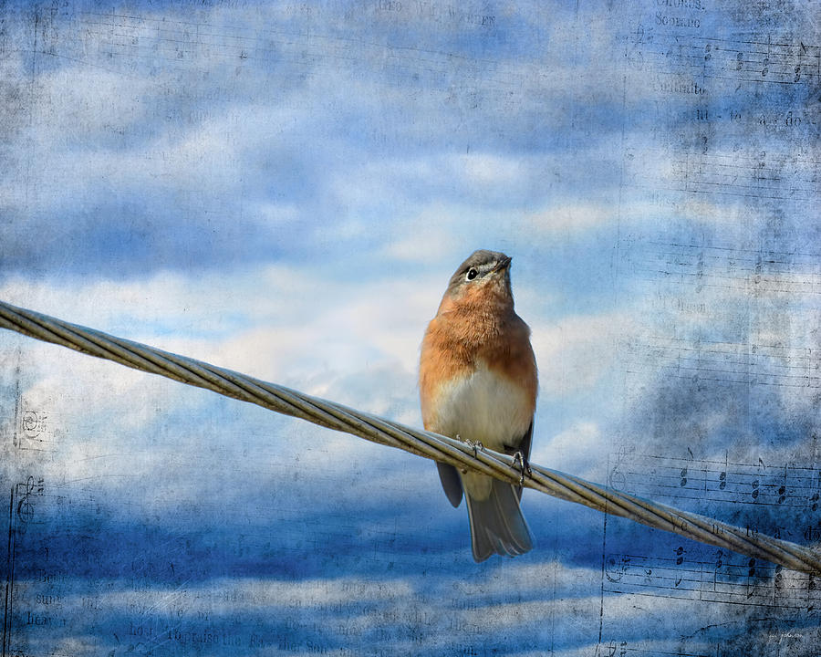 Heavenly Song Of The Bluebird Photograph by Jai Johnson