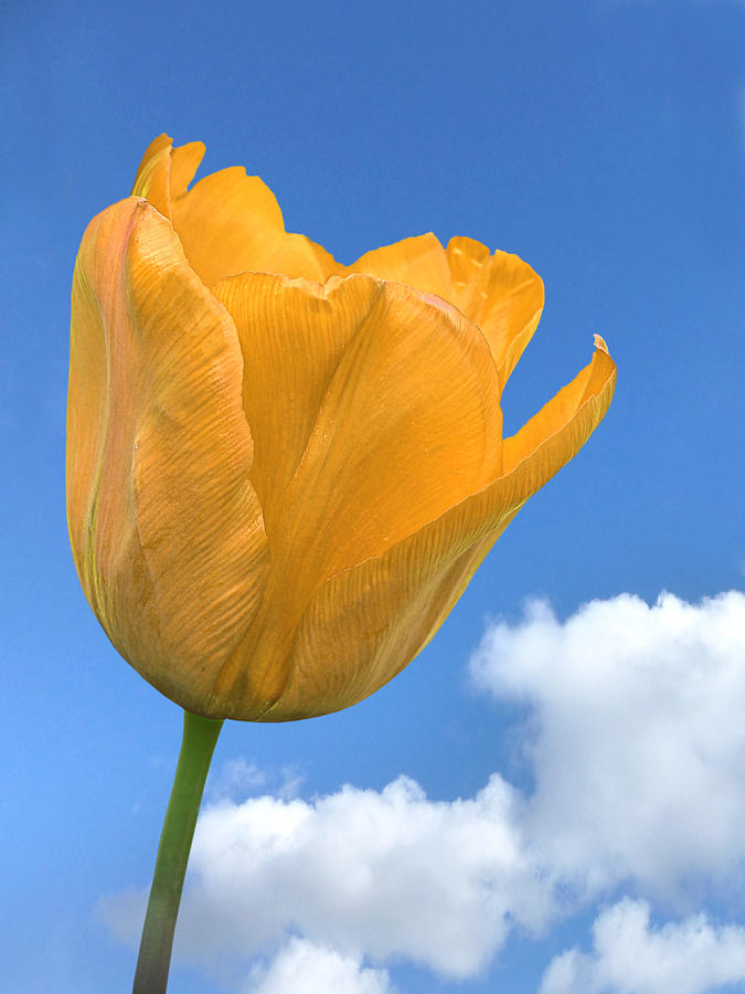 Heavenly Tulip Photograph by Gill Billington