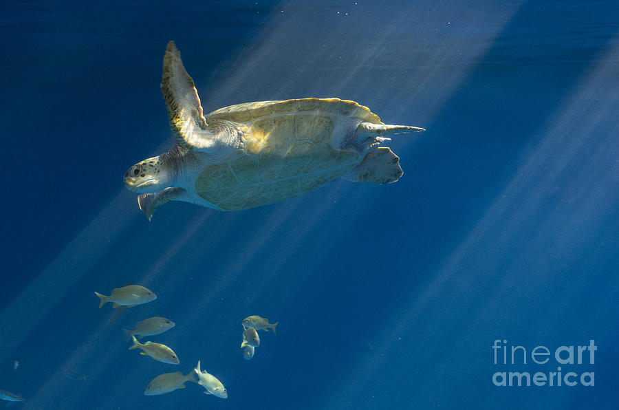 Heavenly Turtle Photograph by Louise Magno