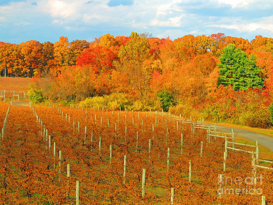 Fall Photograph - Heavenly Vineyard  by Marian DeSalvo-Rodgers