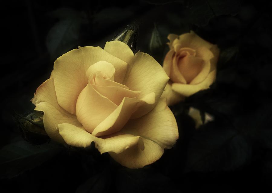 Heavenly Yellow Rose Photograph by Richard Cummings