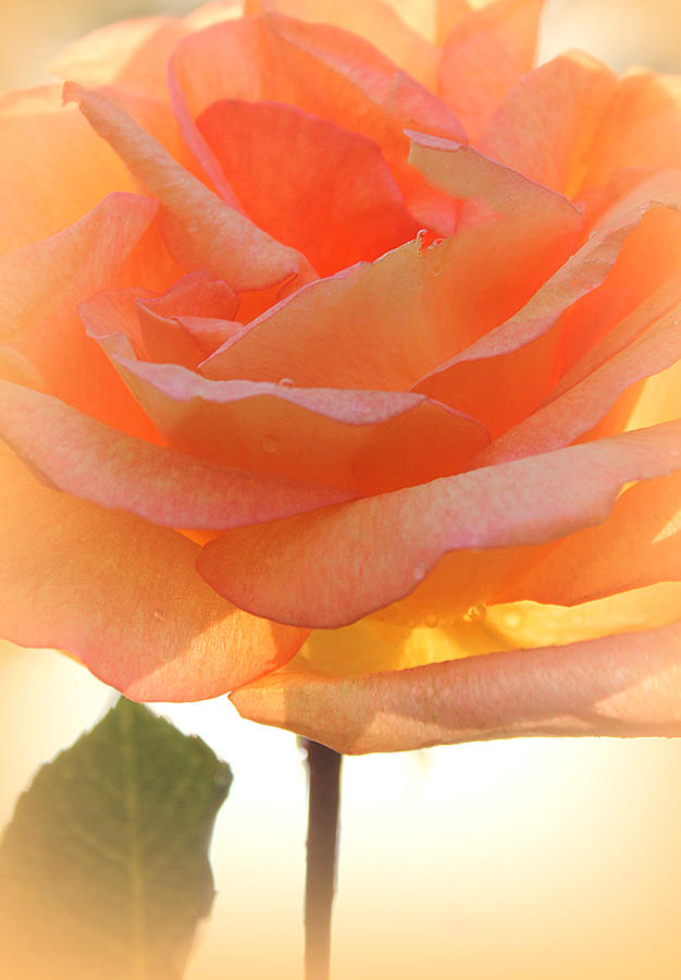 Rose Photograph - Heavens Peach Rose by The Art Of Marilyn Ridoutt-Greene
