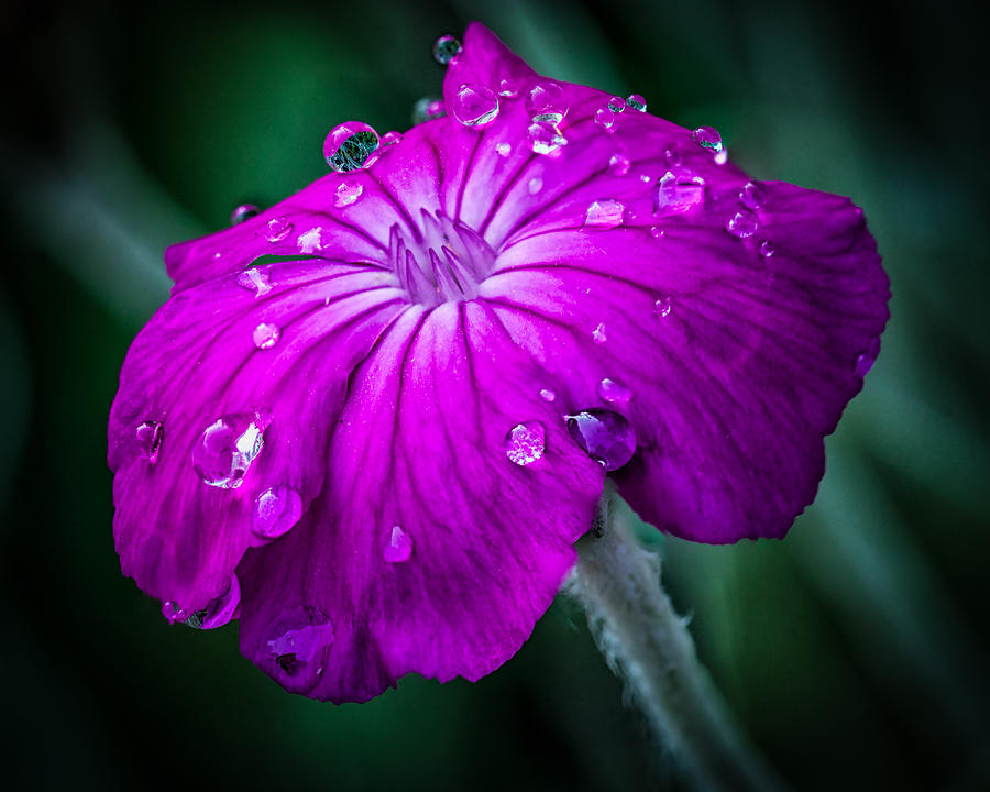 Heaven's Tears Photograph by Erwin Spinner - Fine Art America