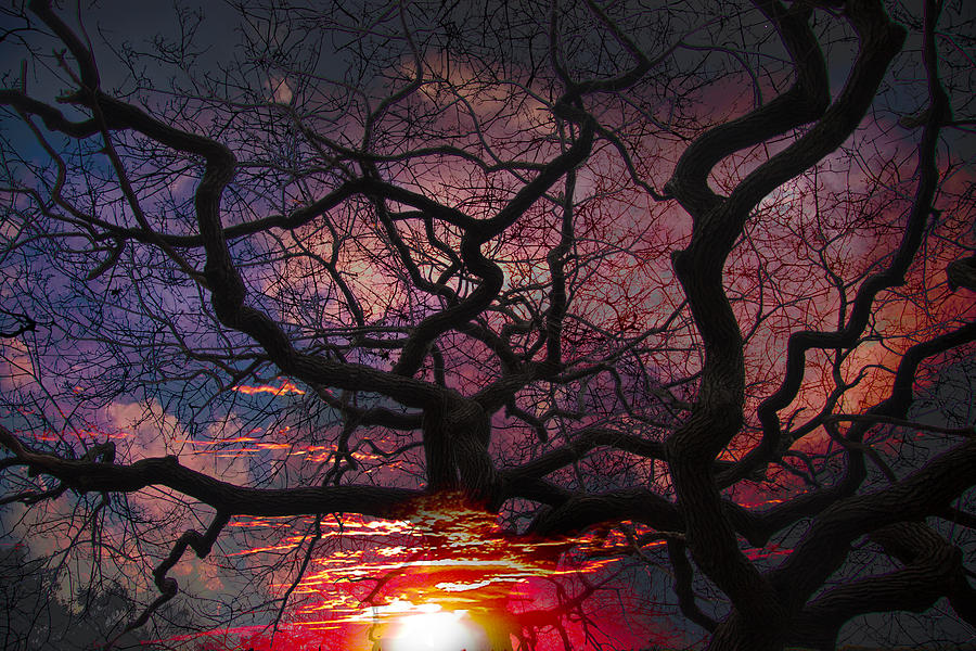Heavens tree Photograph by Jeff Folger