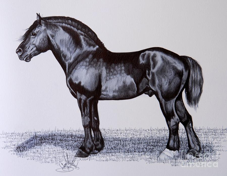 draft horse sketch