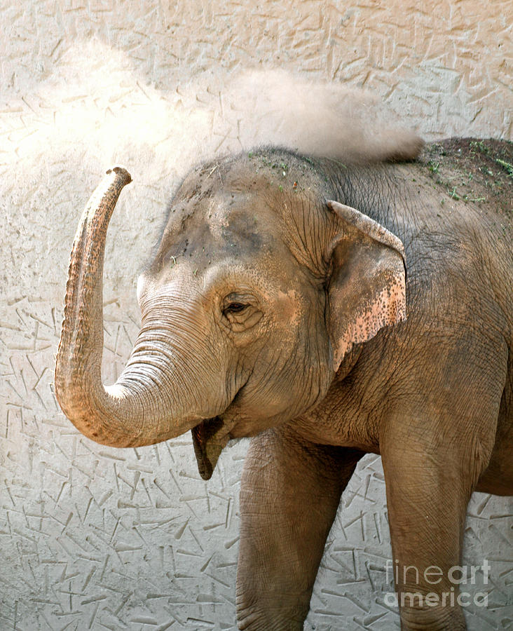 Heavy Elephant With A Long Trunk While Throw Sand On The Back