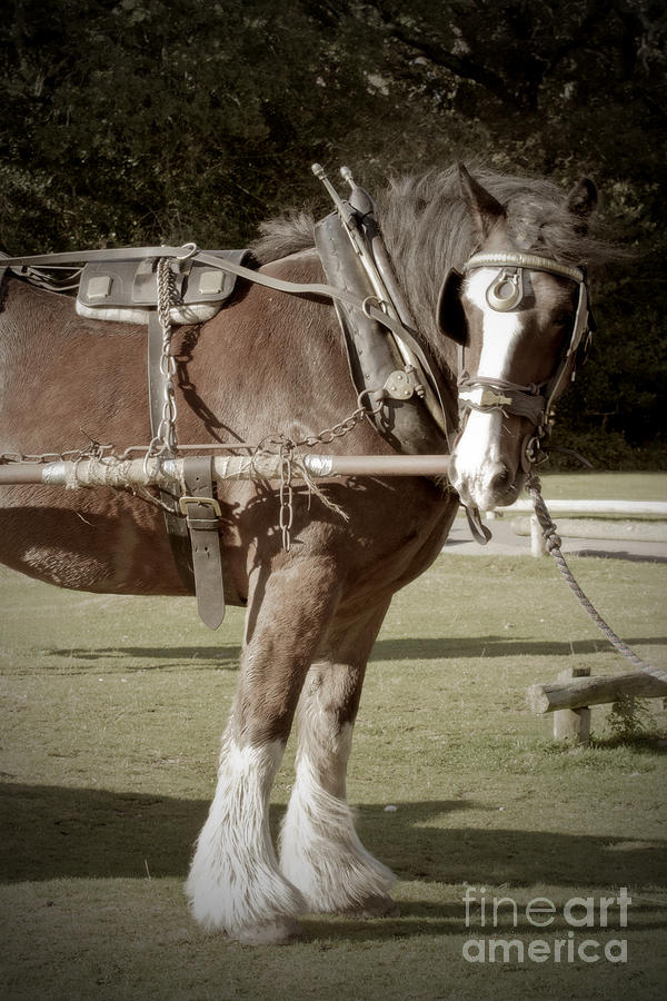 Vintage Heavy Horse Photograph by Terri Waters