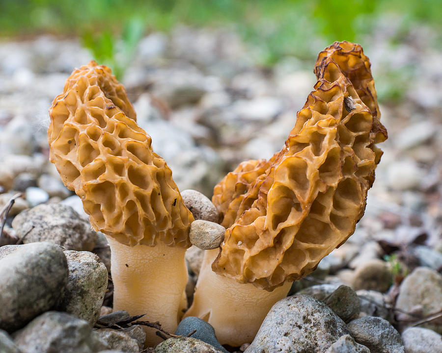 Heavy Lifting Morels Photograph by Bill Pevlor