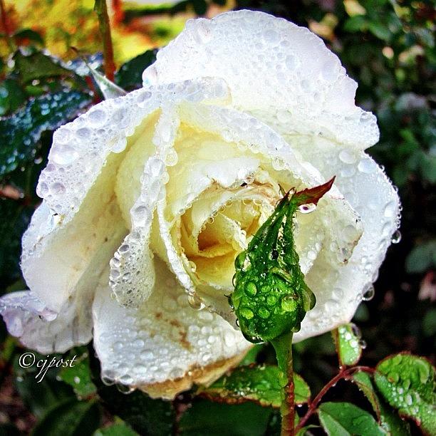Rosebud Photograph - Heavy Raindrops On Drooping White Rose by Cynthia Post