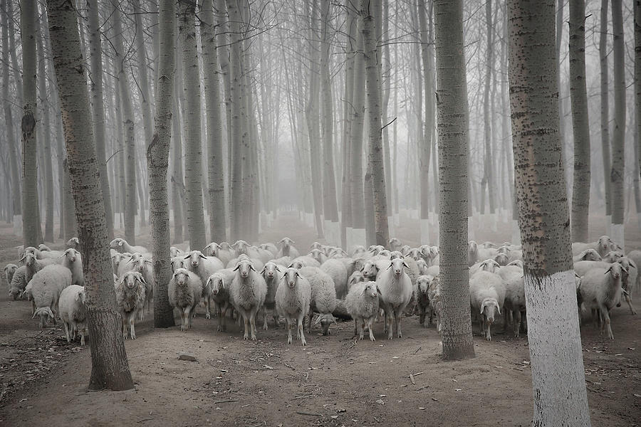 Sheep Photograph - Heavy Smog Covers Beijing by Lintao Zhang