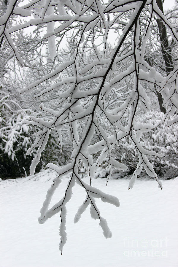 Heavy Snowy Branch Photograph by Karen Adams