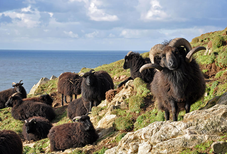 Sheep Photograph - Hebridean sheep at Baggy Point by North Devon Photography