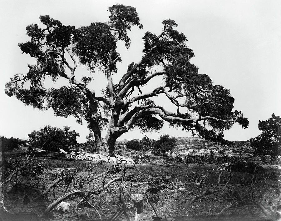 Hebron Oak Tree Photograph by Granger