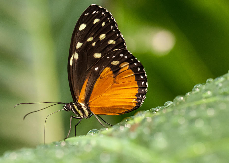 Hecale Longwing Butterfly Photograph by Doug McPherson