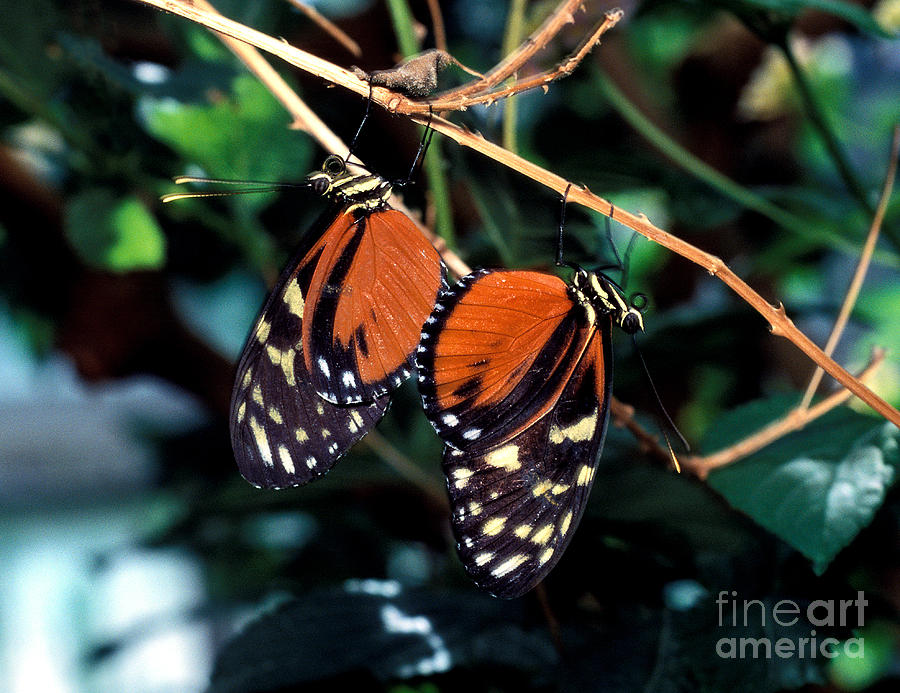 Hecales Longwing Butterfly Mating Photograph by Terry Elniski