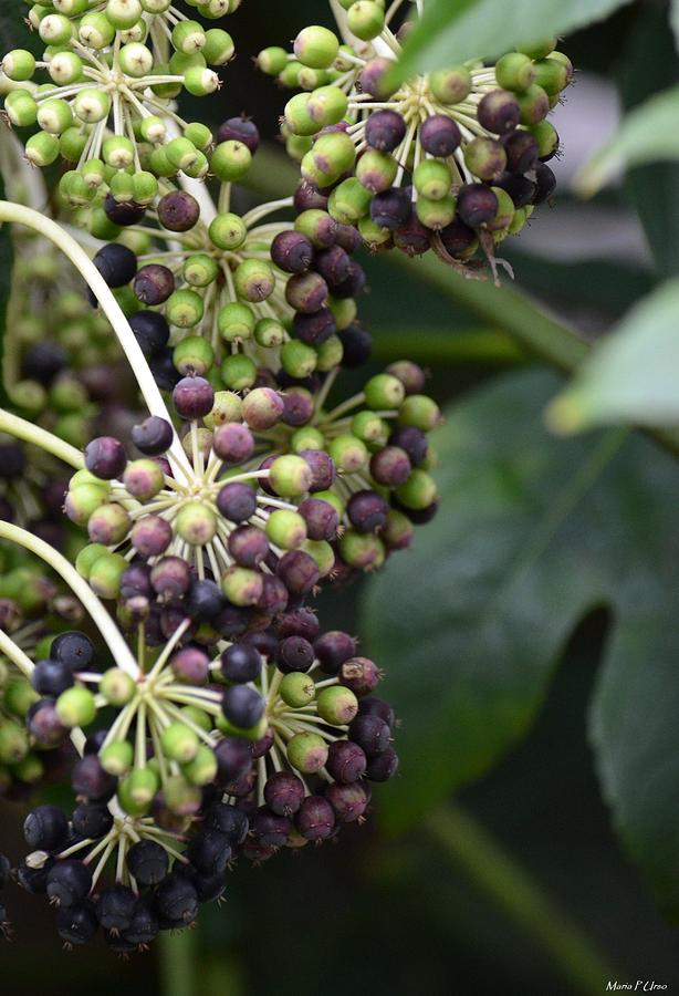 Hedera Helix Berries Photograph by Maria Urso