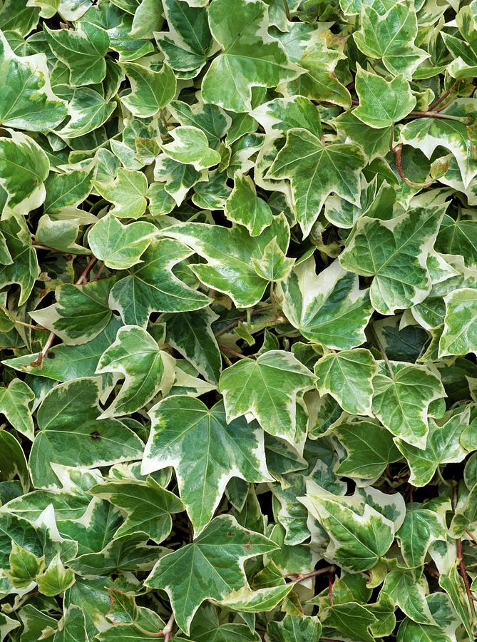 Hedera Helix 'eva' Photograph by Geoff Kidd/science Photo Library ...