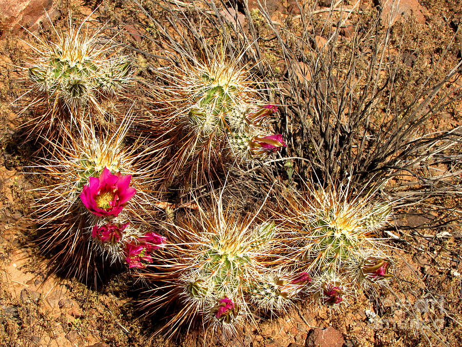 Hedgehog Cacti Photograph by Marilyn Smith