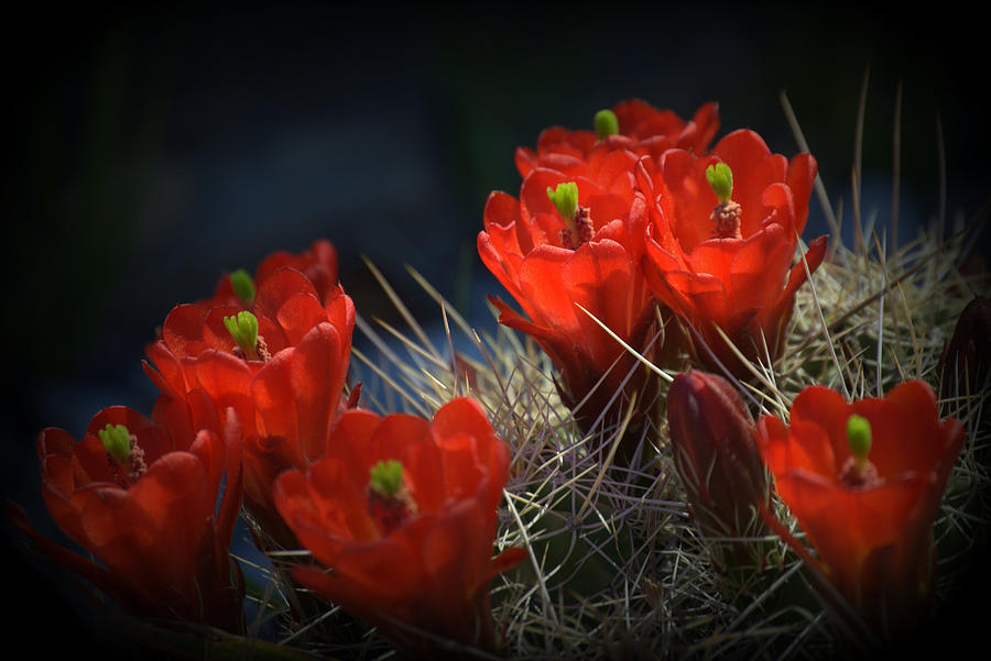 Hedgehog Cactus Blossoms Photograph by Nathan Abbott