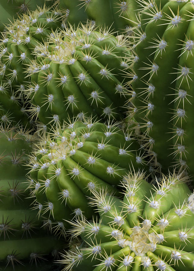 Hedgehog Cactus Echinopsis Photograph