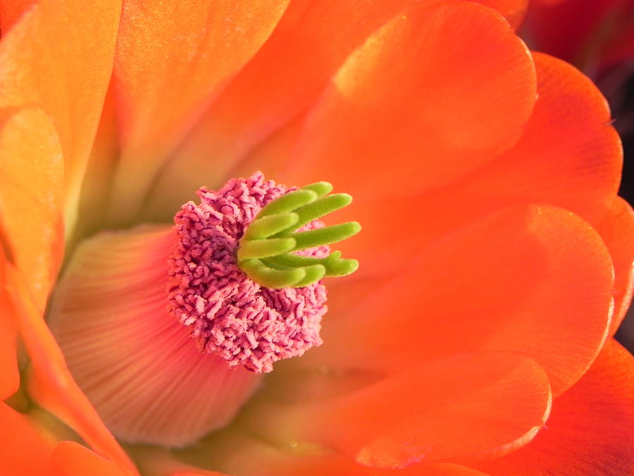 Hedgehog Cactus Flower Photograph by Deb Halloran